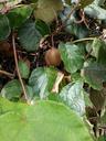 kiwi-kiwi-tree-fruit-278607.jpg