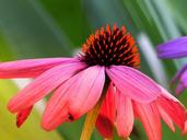 cone-flower-echinacea-purpurea-196699.jpg