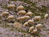 flock-sheep-animal-1576583.jpg