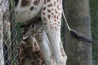 giraffe-rothschild-giraffe-giraffa-341713.jpg