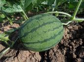 watermelon-hybrid-watermelon-seed-551235.jpg