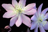 Purple and white flower with a yellow center false rue anemone flower.jpg