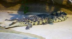 Crocodylus niloticus MNHN.jpg