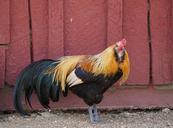 rooster-male-bird-poultry-colorful-1425316.jpg