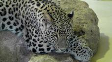 leopard-animal-large-carnivores-273939.jpg