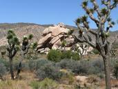 joshua-tree-national-park-joshua-tree-55721.jpg