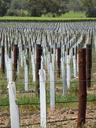 vines-winery-vineyard-agriculture-504544.jpg