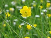 buttercup-flowers-yellow-spring-1198067.jpg