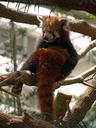 red-panda-firefox-animal-wildlife-505148.jpg