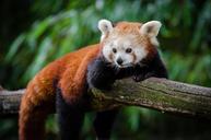 Red Panda (29744619965).jpg