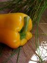 bell-pepper-vegetable-food-healthy-498747.jpg