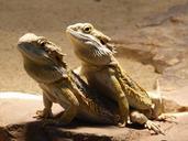 reptile-bearded-dragon-97233.jpg