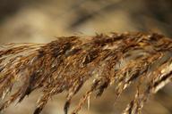 straw-golden-autumn-nature-rural-1040687.jpg