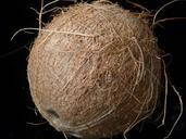 coconut-coconuts-exotic-sweet-palm-60394.jpg