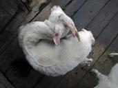 goat-scratching-scrape-animal-horn-542816.jpg