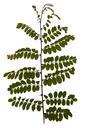 Leaf leaves branch acacia.jpg