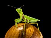 praying-mantis-fishing-locust-green-220989.jpg