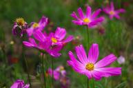 grassland-daisy-purple-flowers-1516109.jpg