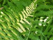 ferns-background-texture-leaves-1656789.jpg