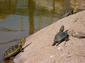 turtles-reptile-carapace-animal-1272311.jpg