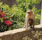 monkey-kid-mothers-love-animal-1165037.jpg