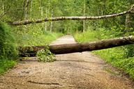 storm-storm-damage-trees-forest-840962.jpg