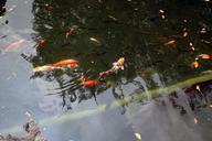 Koi_pond.jpg