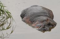 hippopotamus-hippo-serengeti-africa-75882.jpg