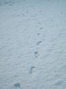 snow-footprints-path-white-cold-696705.jpg