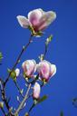 magnolia-magnolia-blossom-flowers-324281.jpg