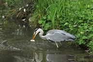 heron-grey-heron-hunting-water-649069.jpg