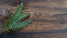 fern-small-fern-green-plant-wood-1250906.jpg