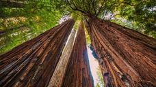 Humboldt Redwoods State Park.jpg