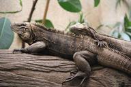 reptile-couple-in-love-lizard-398073.jpg