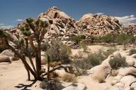 joshua-tree-national-park-big-horn-1088501.jpg