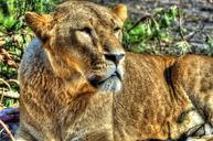 lion-lioness-431795.jpg