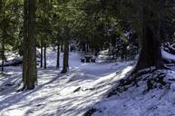 cold-december-forest-frost-frozen-1122695.jpg