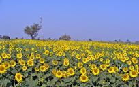 sunflower-flower-sunflowers-173171.jpg