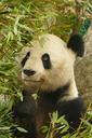 panda-animals-bear-mammal-zoo-fur-1041221.jpg