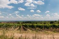 vineyards-maik-bunting-vines-467512.jpg