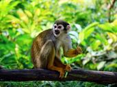 squirrel-monkey-monkey-climb-505191.jpg