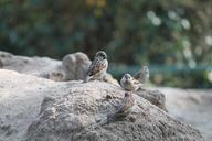 sparrow-sperling-berlin-zoo-935978.jpg