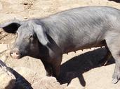 pig-animal-courtyard-muzzle-sow-933778.jpg