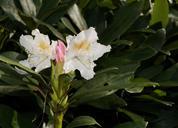 rhododendron-rhododendron-hirsutum-323152.jpg