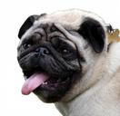 dog-pug-isolated-white-background-220430.jpg