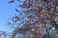 cherry-blossoms-flowers-tree-spring-286481.jpg