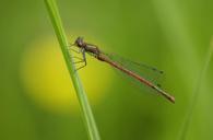 dragonfly-meadow-insect-close-499900.jpg