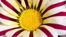 yellow-yellow-rose-stripes-striped-89776.jpg