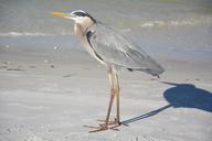 heron-bird-beach-nature-plumage-485184.jpg