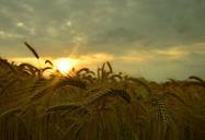 barley-the-sun-clouds-843914.jpg